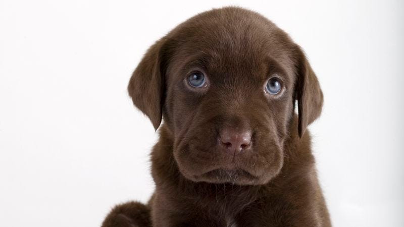 All About Doggo Speak The Internet S New Canine Lexicon