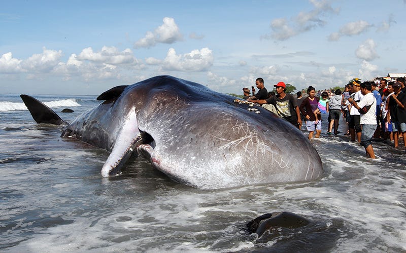 Un cachalote hallado muerto en una playa de Indonesia en 2016.