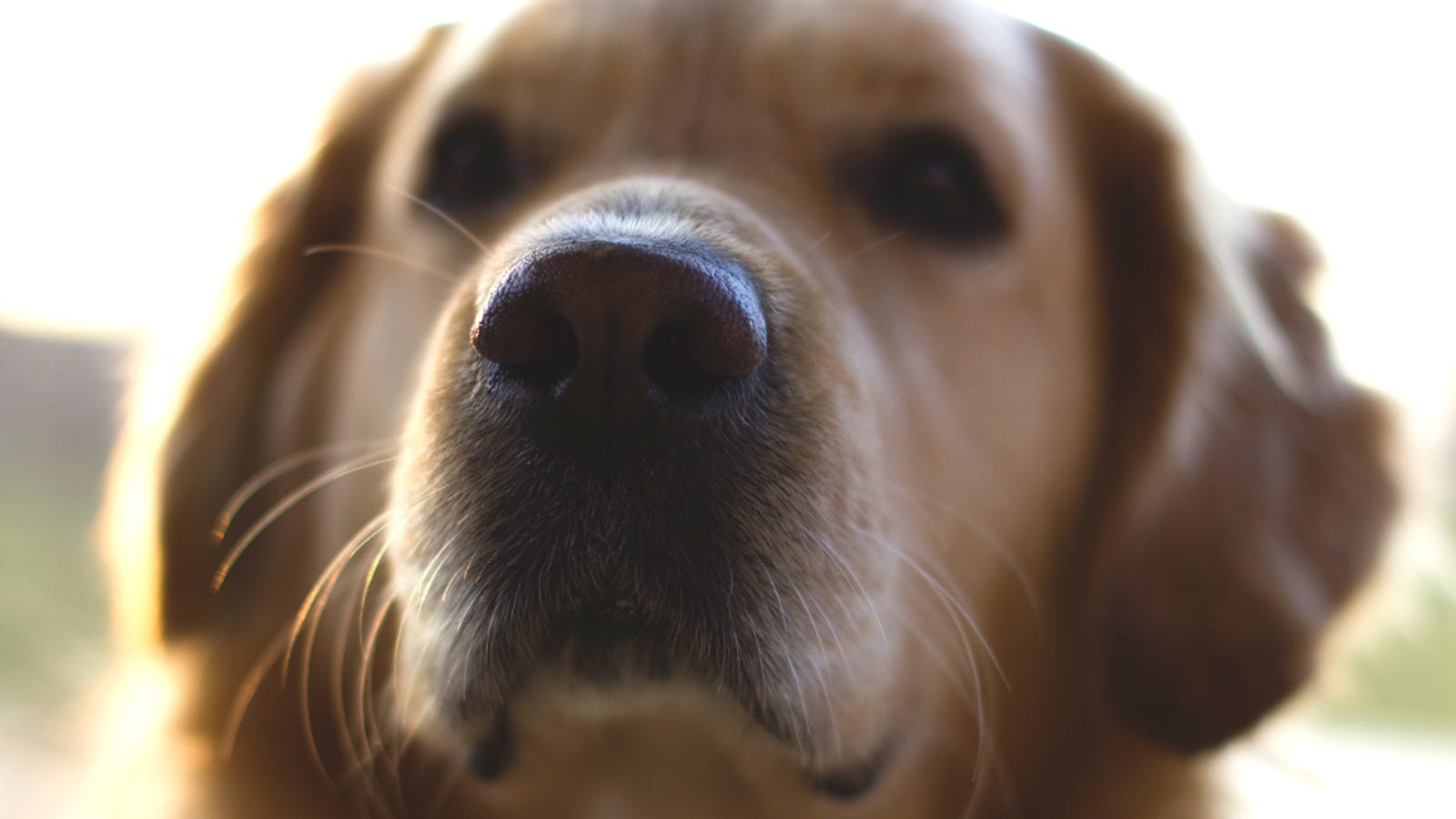 Sniffer Dogs to detect Lung Cancer Sniffer Dogs to detect Lung Cancer new foto Sniffer Dogs to detect Lung Cancer Sniffer Dogs to detect Lung Cancer new foto