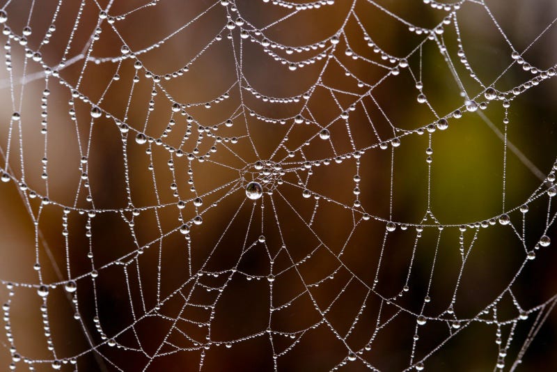 Illustration for article titled One day, a spider army will build our circuit boards