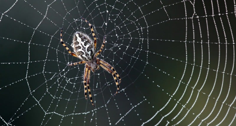 photo of Amazing Spider Silk Continues to Surprise Scientists image