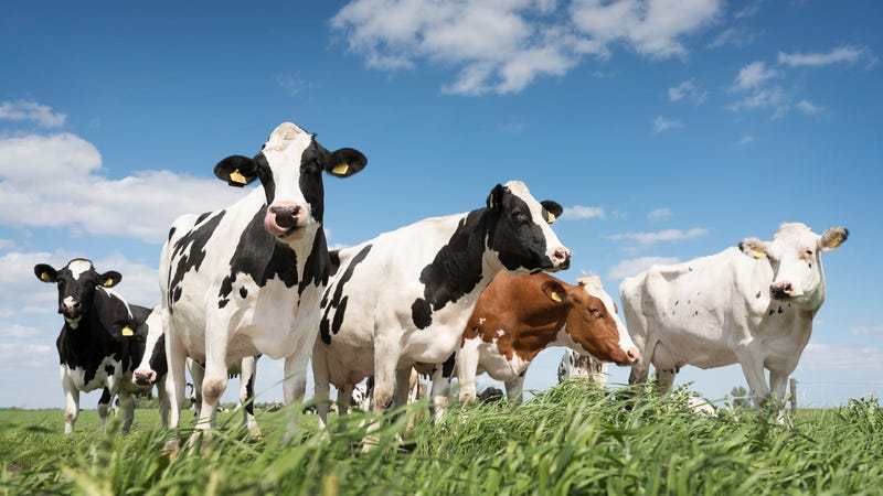 Illustration for article titled Ireland's METHLAB will protect us from cows breaking bad, er, wind