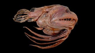 Illustration for article titled Animal sex has never looked this good...or bizarre