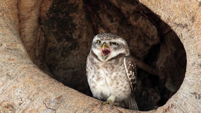 Illustration for article titled The Drastic Plan to Save the Spotted Owl By Massacring Other Owls and Trees