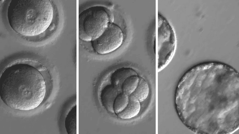 Edited human embryos. Image: OHSYU