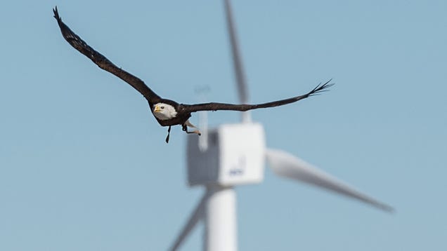 photo of Spirit the Eagle Helps to Stop Birds Getting Chopped by Wind Turbines image