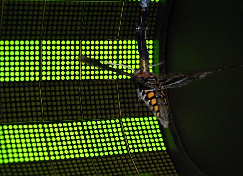 Movie insect world domination 2