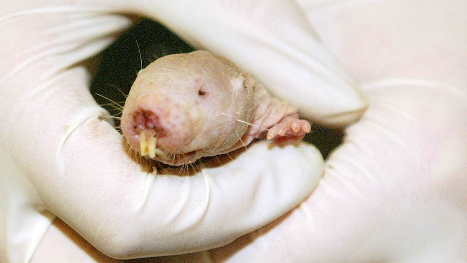 Naked Mole-Rats Become PLANTS - When They Run Out Of 