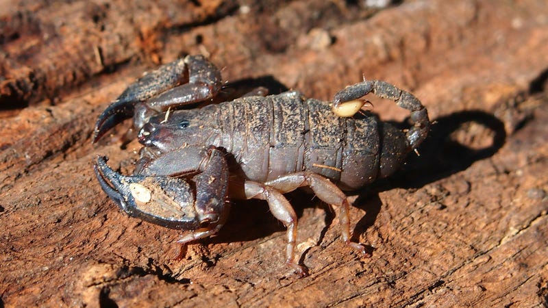 Australian Rainforest Scorpion. (Image: Mark Marathon/Wikimedia Commons)