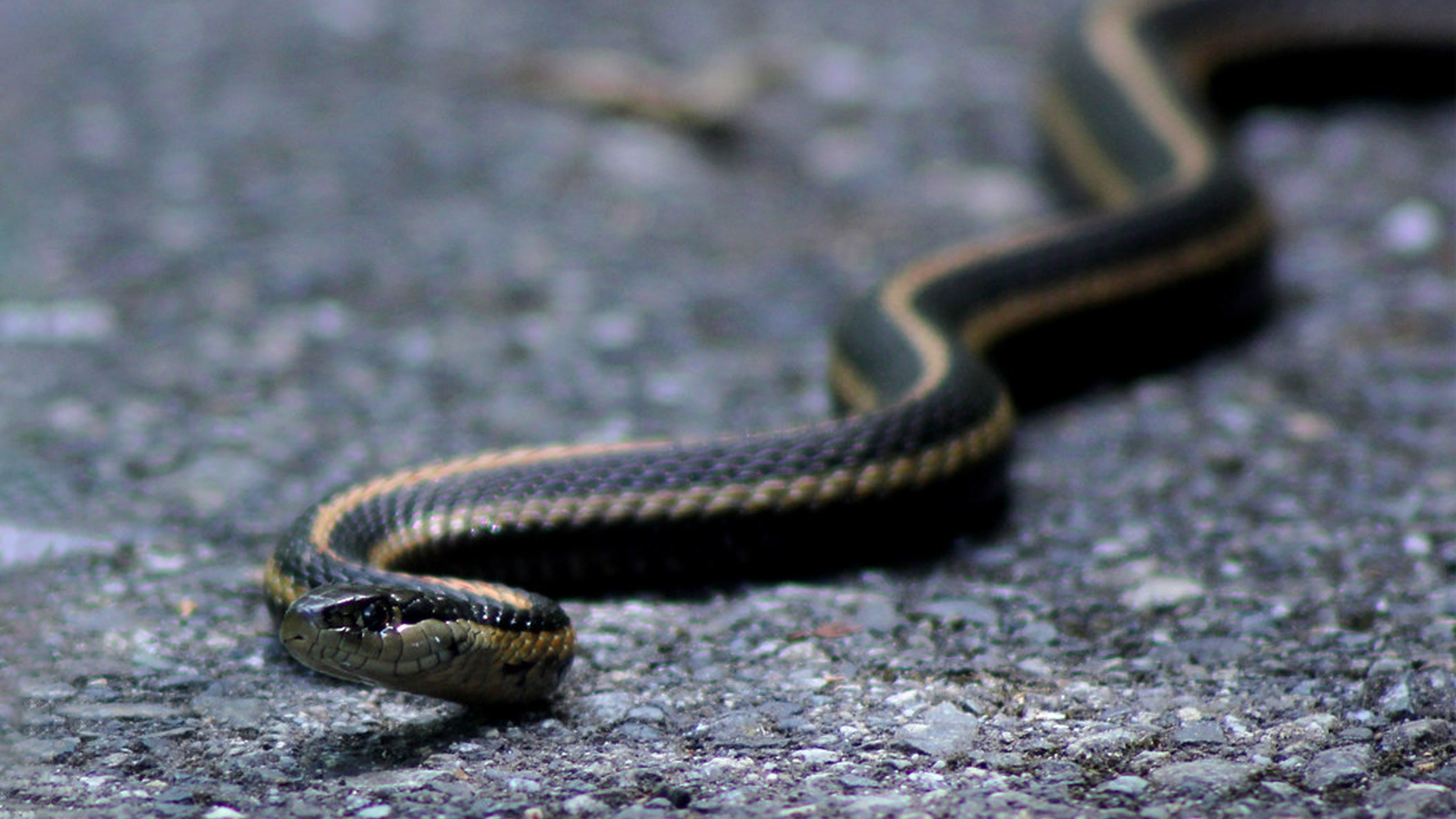 Finding A Snake In Your House: The Kotaku Review
