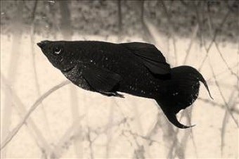Illustration for article titled Mexican Fish Sport Mustaches To Attract The Ladies