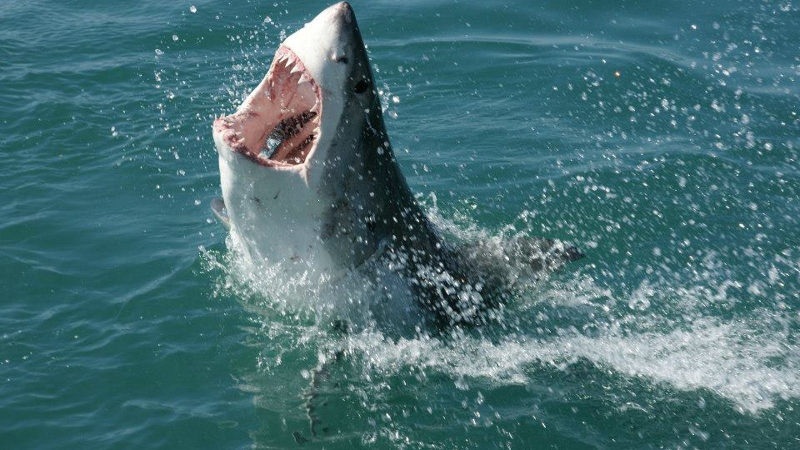 Shark & The Wolf: Predators and Prey