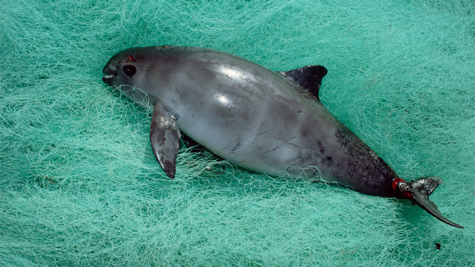 The prison Black Dolphin. One way path The prison Black Dolphin. One way path