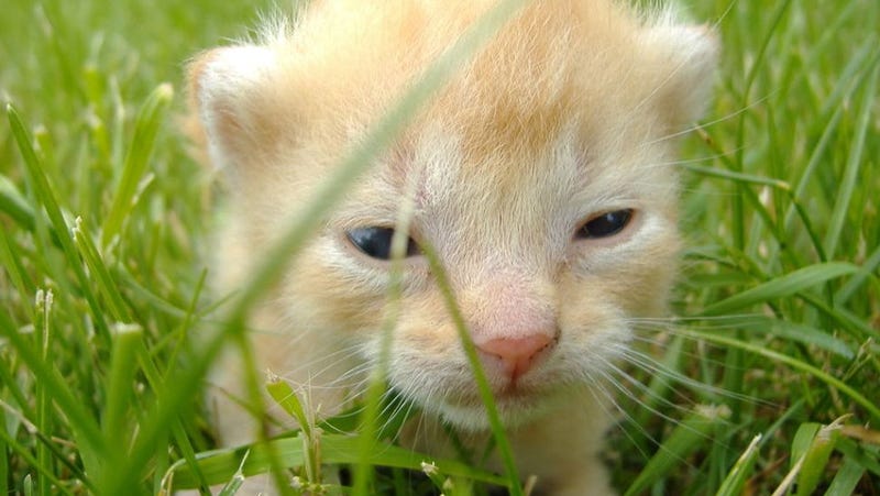 kitten psychology experiment