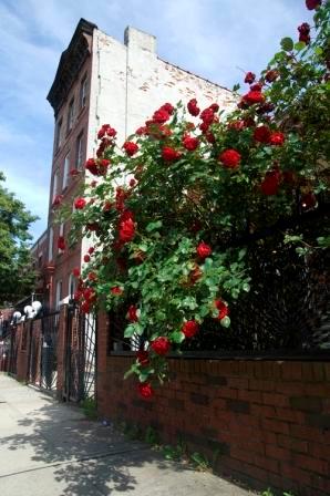 Illustration for article titled PHOTO ESSAY: The Evolution of Bed-Stuy