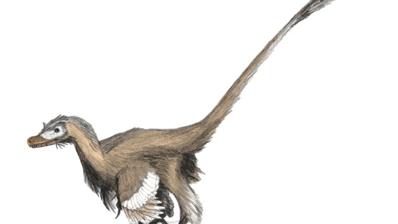 avian dinosaurs list
