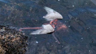 Illustration for article titled Fascinating photos of an octopus eating a seagull