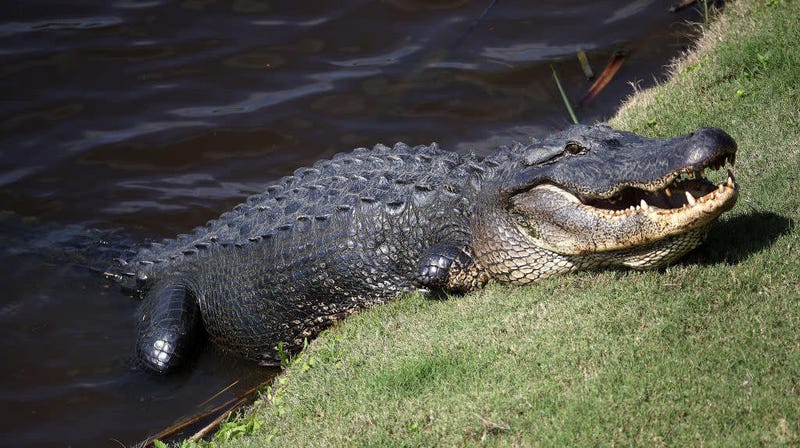 Illustration for article titled "Meth-gators" don't exist, it was just some Tennessee cops being irresponsible weiners