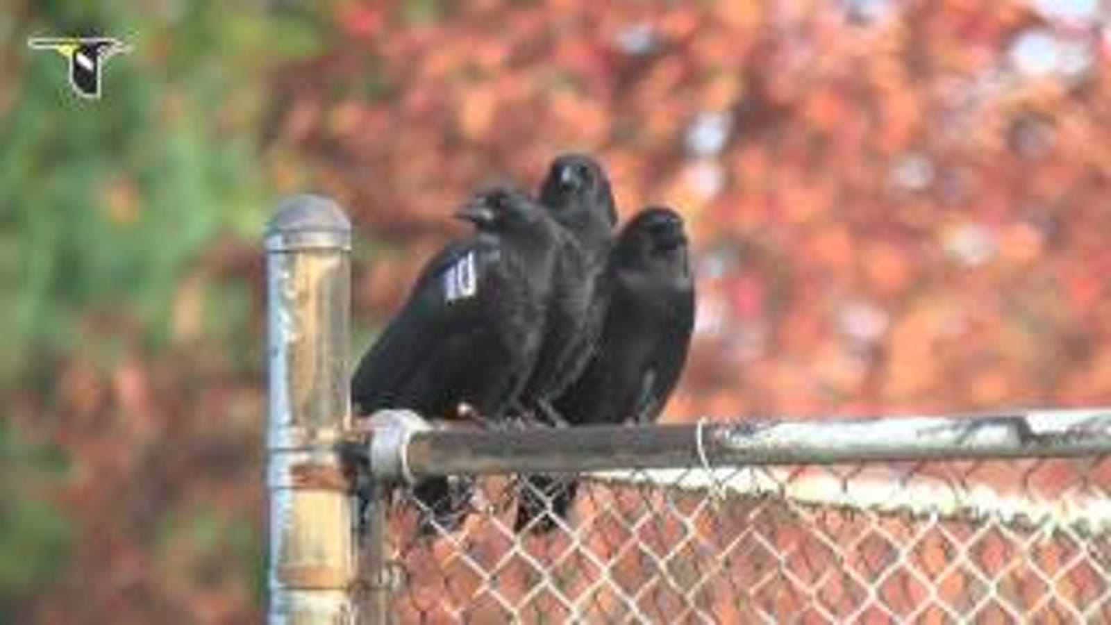 Here's What Crows and Ravens Are Really Saying