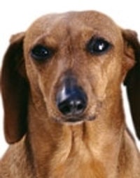 TuffyExcerpted From The Confessions Of St. Tuffy