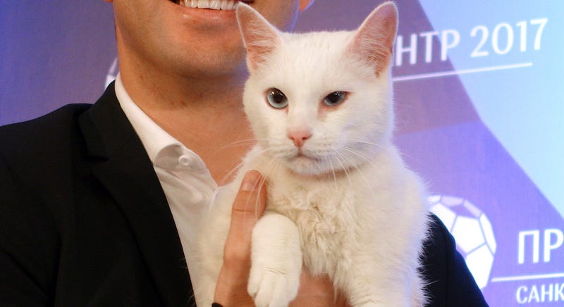 Museum Cat Predicts Soccer Game Outcomes