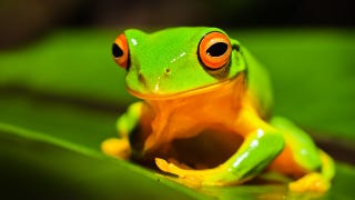 Illustration for article titled Female Frogs Are Pretty Much Tuning Out Male Frogs At This Point