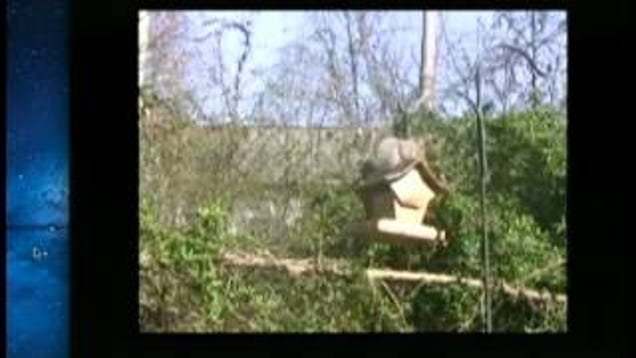 squirrel water gun