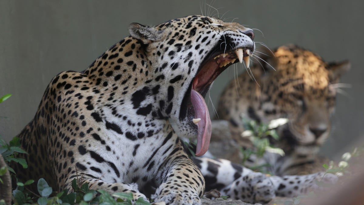 Jaguar Escapes New Orleans Zoo Enclosure Kills At Least