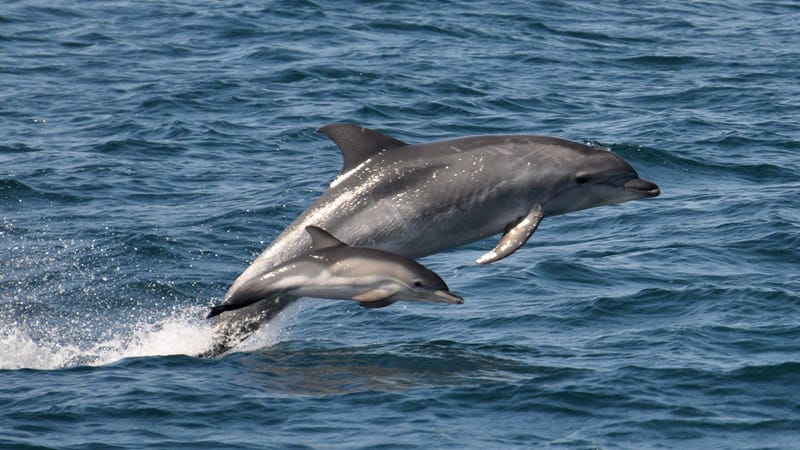 Illustration for article titled Here Are 8 Little Things You Can Do Every Day To Help Dolphins Go Extinct