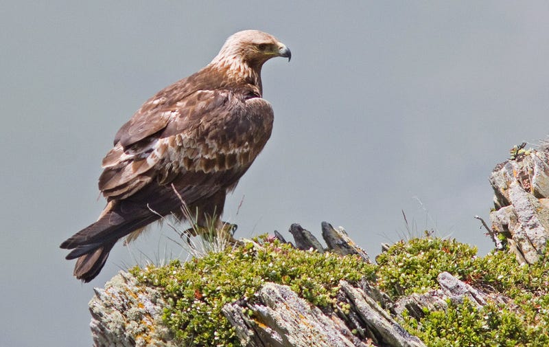 Tweet Selasa Mungkinkah Menghadapi Ini Anda Kecanduan Falconry