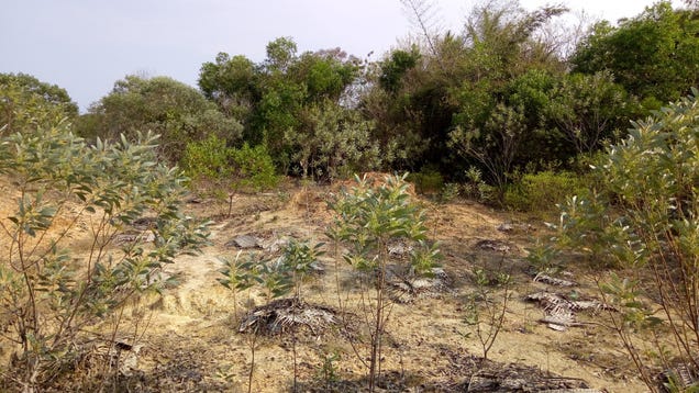 Saplings in India’s Sadhana Forest. Photo: Jason Najum