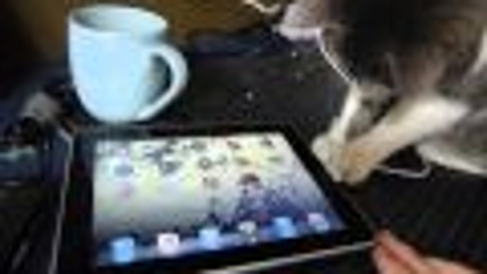 ipad cat toy