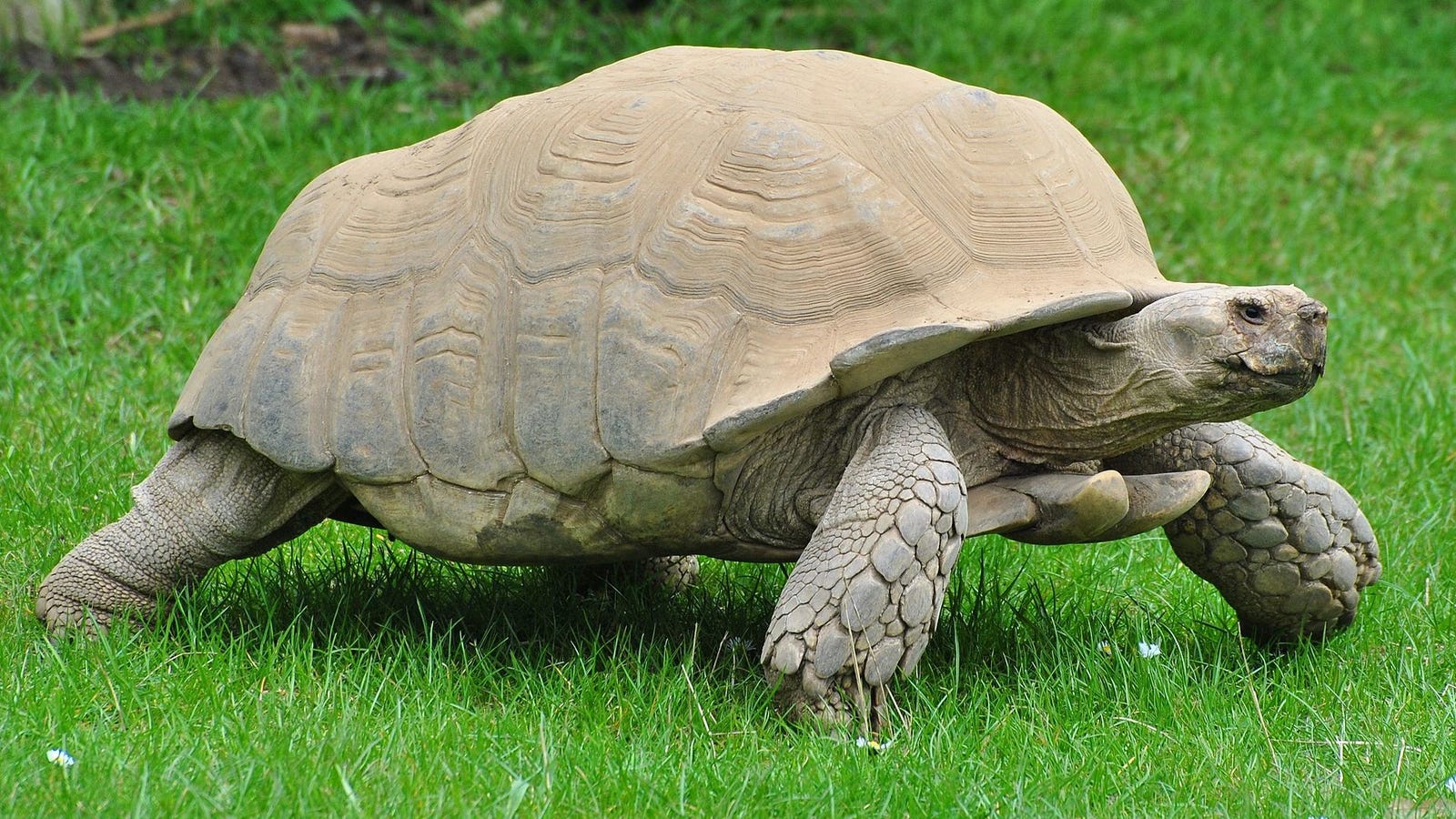 Por qué las tortugas pueden llegar a vivir hasta dos siglos