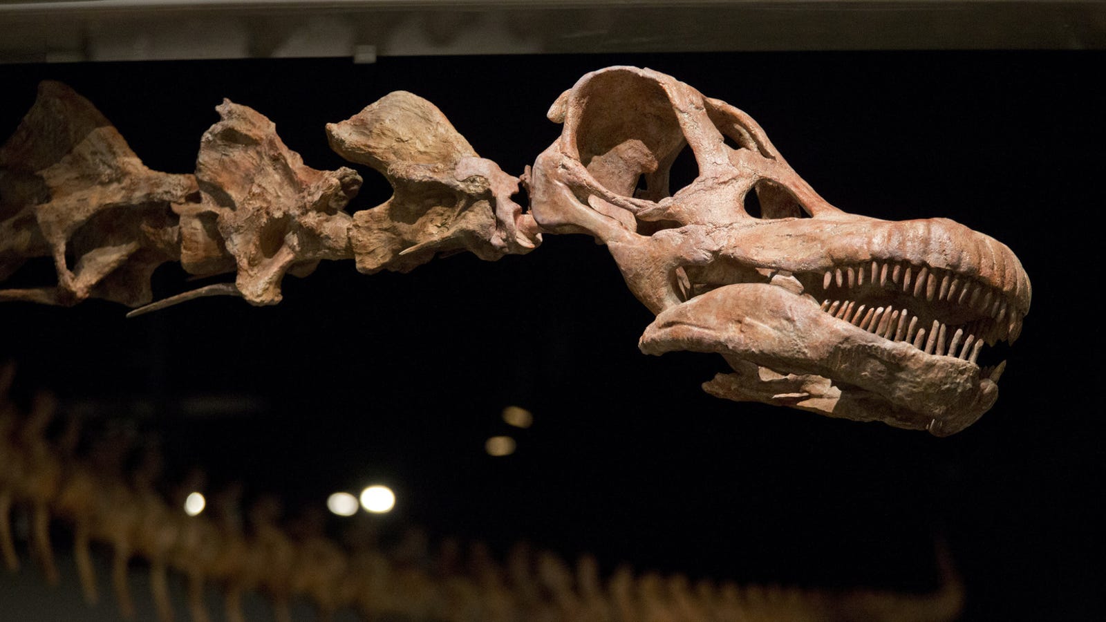 titanosaurus fossil