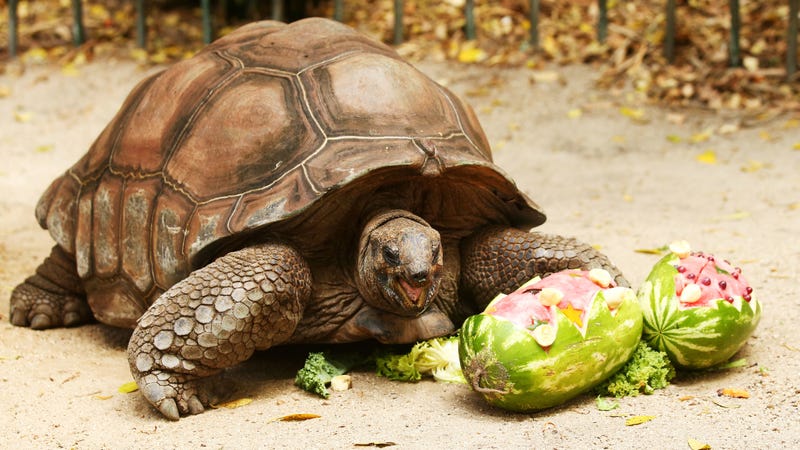 Image of another tortoise via Getty.
