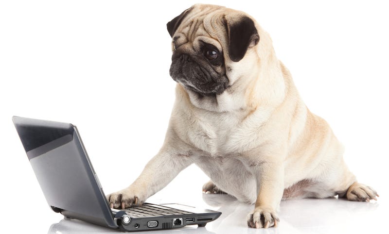 Illustration for article titled Dog Starts House Fire After Turning On Stove, Setting Fire to Laptop