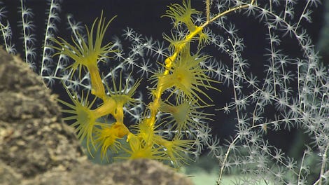 Yellow zoanthids at the base of a dead golden octocoral skeleton. (Image courtesy of the NOAA Office of Ocean Exploration and Research, 2017 American Samoa.)