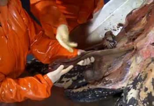 Illustration for article titled The Terrifying Sex Organs of Male Turtles