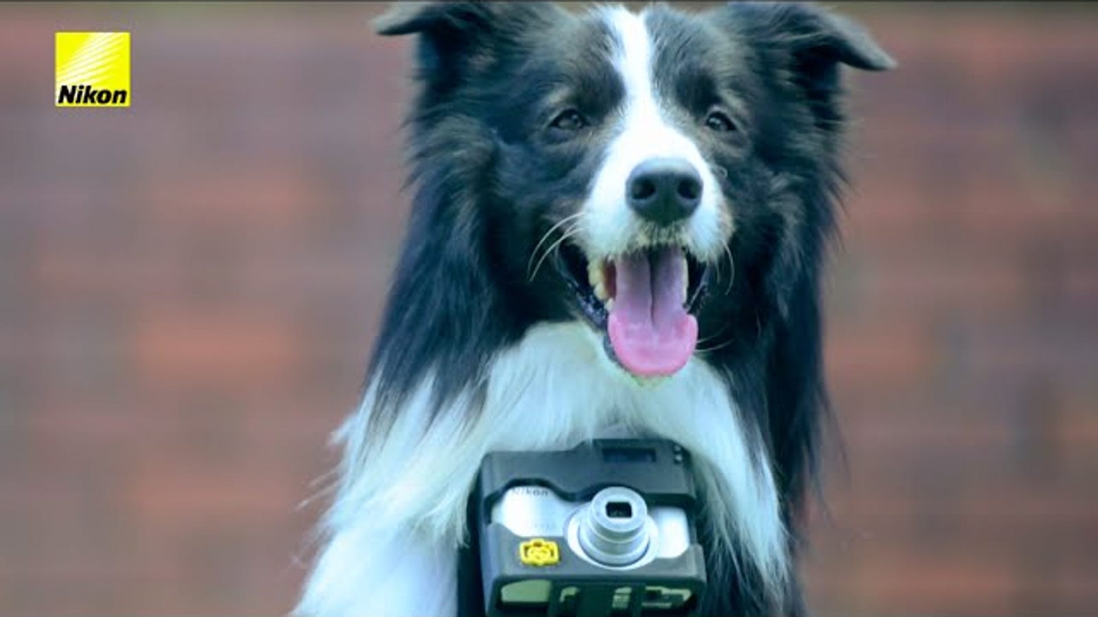 Camera Triggered By Heartbeats Reveals A Dog's Eye View Of Photography?