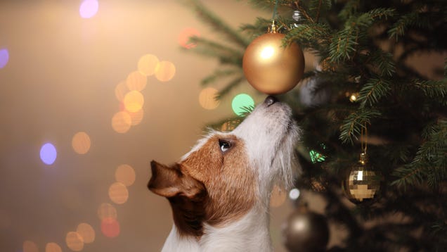 Cubra el agua de su árbol de Navidad y otras formas de proteger a su mascota durante las vacaciones 2