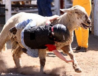 Illustration for article titled Today In Mutton Bustin'