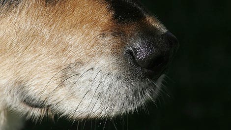 Is It Safe To Let A Dog Lick You