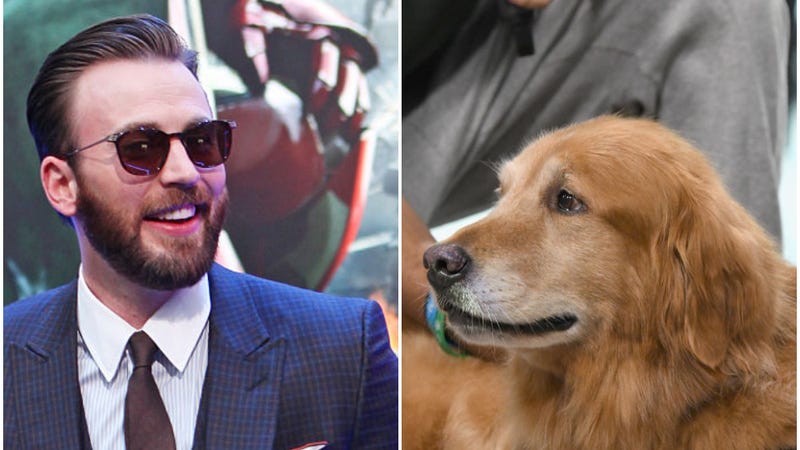 Illustration for article titled PSA: Chris Evans is actually a golden retriever