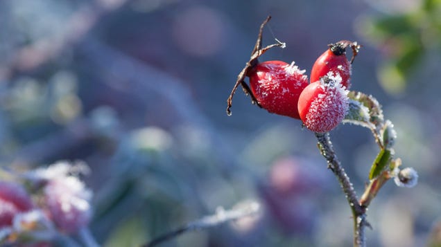 How to Prepare Your Garden for the First Frost