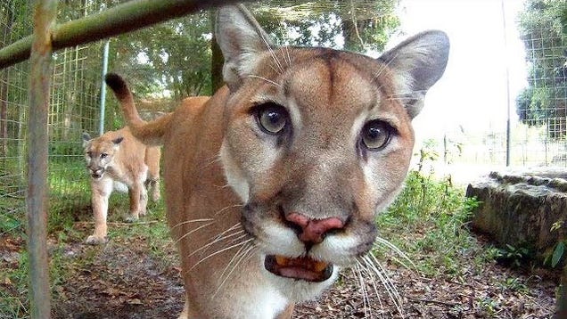 What sounds do cougars make?