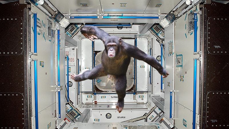 6 Animals NASA Has Launched Into Space To Kill The Chimp That Has Taken