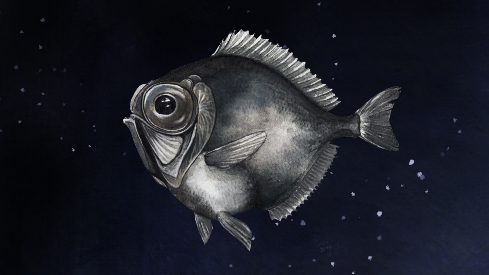Some Deep-Sea Fish Can See Color in Near Total Darkness - Gizmodo thumbnail