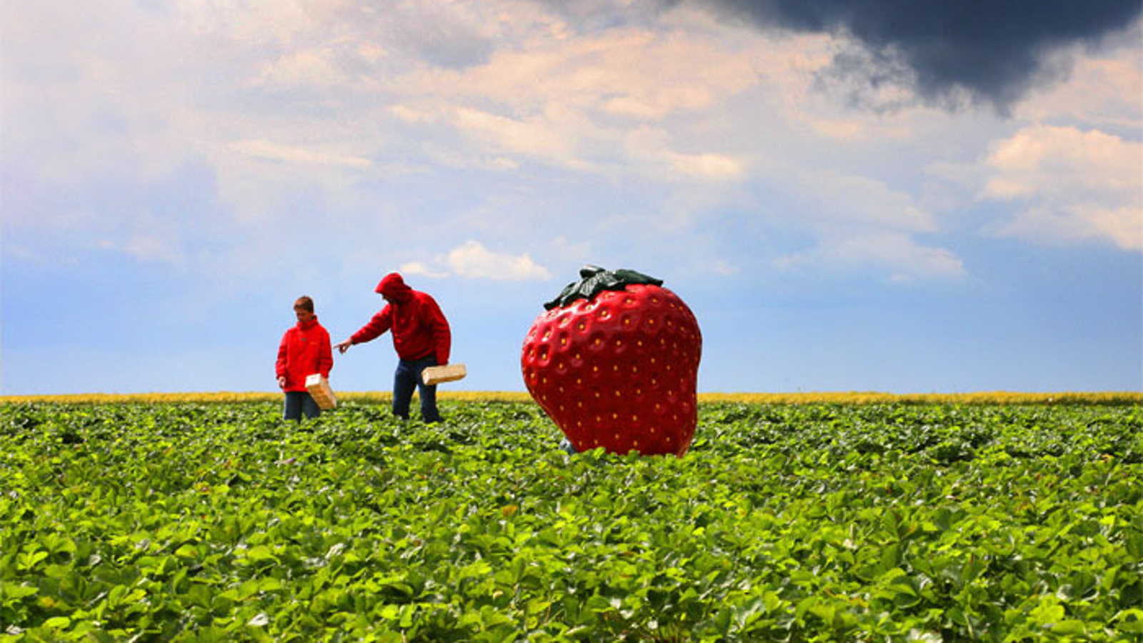 strawberry fields monroe