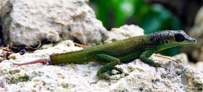 Illustration for article titled How Lizard Tails Could Help Scientists Study Human Limb Regeneration