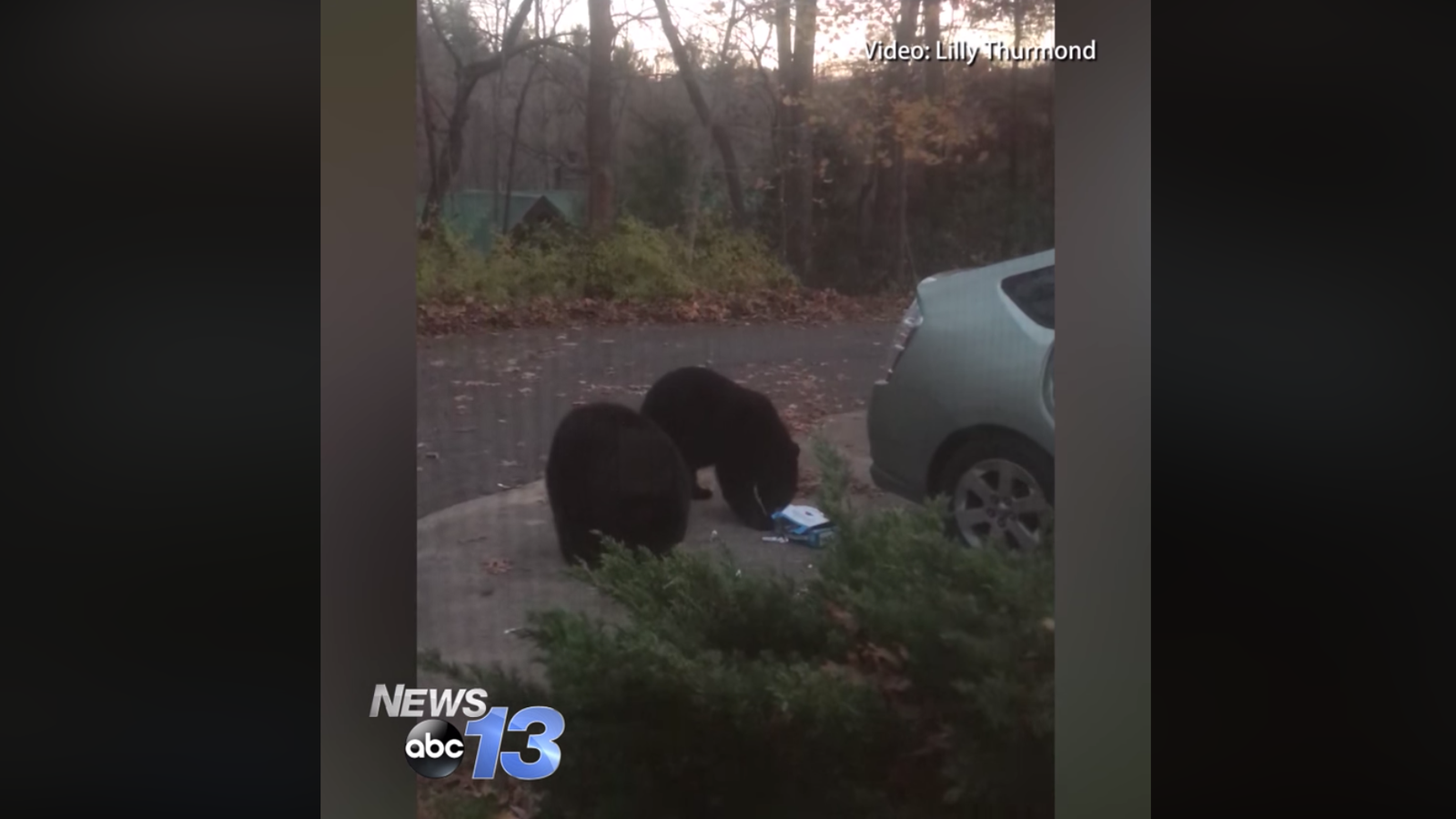 Bears Open Unlocked Car Doors Eat 49 Bars Of Chocolate